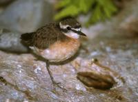 Charadrius pecuarius - Kittlitz's Plover