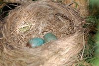 Turdus merula - Eurasian Blackbird