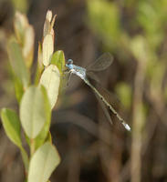 Image of: Lestes eurinus