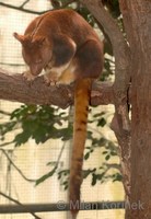 Dendrolagus goodfellowi - Goodfellow's Tree-kangaroo