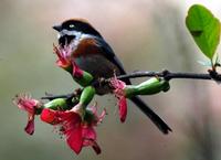 Image of: Aegithalos concinnus (black-throated tit)