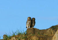 Image of: Athene noctua (little owl)