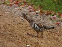 Image of: Bonasa umbellus (ruffed grouse)