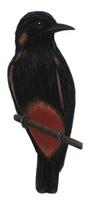 Image of: Chelidoptera tenebrosa (swallow-wing)