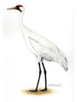 Image of: Grus americana (whooping crane)