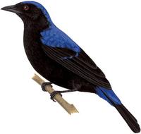 Image of: Irena puella (Asian fairy-bluebird)