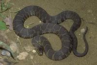 Image of: Nerodia sipedon (northern water snake)