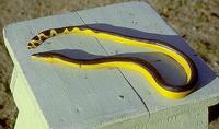Image of: Pelamis platurus (yellow-bellied sea snake)
