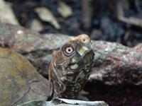 Terrapene carolina - Common Box Turtle