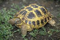 Testudo horsfieldii - Afghan Tortoise