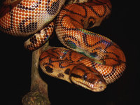 Epicrates cenchria cenchria - Brazilian Rainbow Boa