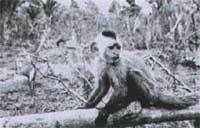 Cairara Ka' apor, Cebus Kaapori
