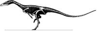 Coelophysis