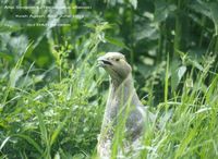 Altai Snowcock - Tetraogallus altaicus