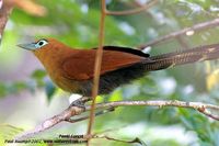 Raffles's Malkoha - Phaenicophaeus chlorophaeus