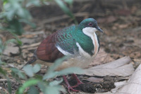 Negros Bleeding-heart - Gallicolumba keayi