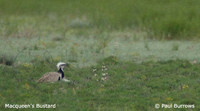 MacQueen's Bustard - Chlamydotis macqueenii