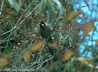 Black-faced Laughingthrush - Garrulax affinis