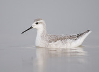 Wilson's Phalarope (Phalaropus tricolor) photo