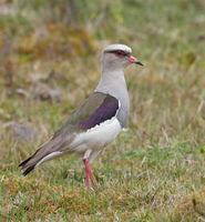 Andean Lapwing (Vanellus resplendens) photo