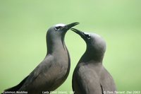 Brown Noddy - Anous stolidus