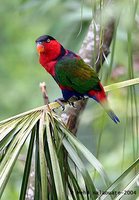 Black-capped Lory - Lorius lory