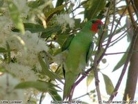 Little Lorikeet - Glossopsitta pusilla