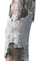 Dusky-headed Parakeet - Aratinga weddellii