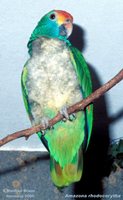 Red-browed Parrot - Amazona rhodocorytha