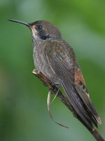 Brown Violet-ear - Colibri delphinae