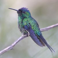 Violet-capped Woodnymph - Thalurania glaucopis