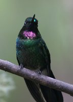 Tourmaline Sunangel - Heliangelus exortis