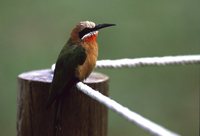 White-fronted Bee-eater - Merops bullockoides