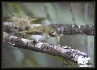 Black-throated Tody-Tyrant - Hemitriccus granadensis