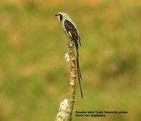 Streamer-tailed Tyrant - Gubernetes yetapa