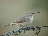 Rock Wren - Salpinctes obsoletus