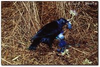 Satin Bowerbird - Ptilonorhynchus violaceus