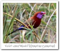 Violet-eared Waxbill - Uraeginthus granatina