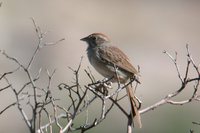 Rufous-crowned Sparrow - Aimophila ruficeps