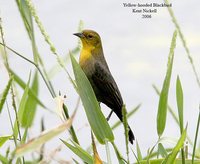 Yellow-hooded Blackbird - Chrysomus icterocephalus