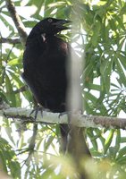 Giant Cowbird - Molothrus oryzivora