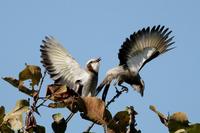 Streamer-tailed  tyrant   -   Gubernetes  yetapa   -