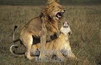 Lions mating , panthera leo , Maasai Mara National Reserve , Kenya stock photo