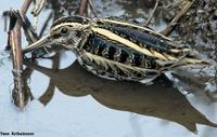 Jack Snipe Lymnocryptes minimus