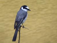 할미새사촌 Pericrocotus divaricatus | ashy minivet