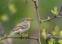 Pallas's leaf warbler C20D 03849.jpg