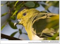 White-Bellied Green Pigeon 紅翅綠鳩 IMG 2994.jpg