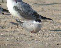 붉은발제비갈매기 COMMON TERN Sterna hirundo minussensis