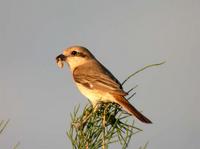 Isabelline Shrike