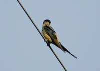 귀제비(Hirundo daurica) (Red-rumped Swallow)